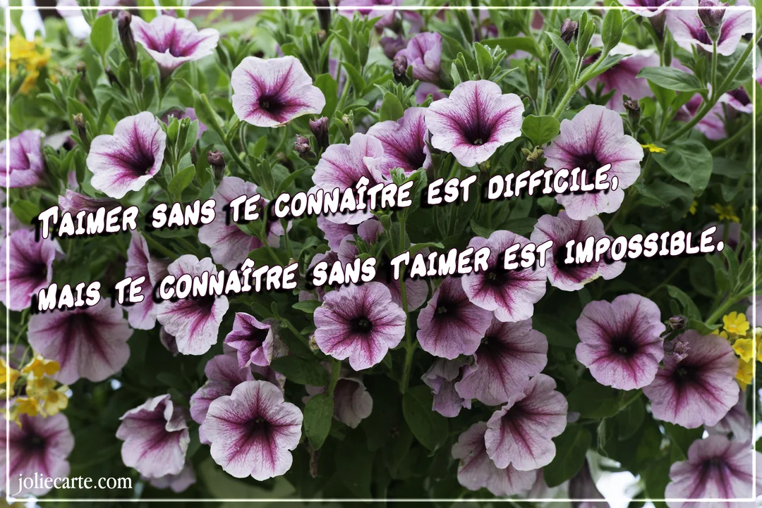 Un parterre de fleurs de pétunias bicolores, mauves et blanches, sur lequel est superposée une citation d'amour en lettres blanches à contour noir.