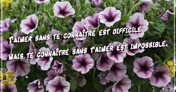 Aperçu de la carte : T'aimer sans te connaître est difficile, mais te connaître sans t'aimer est impossible.