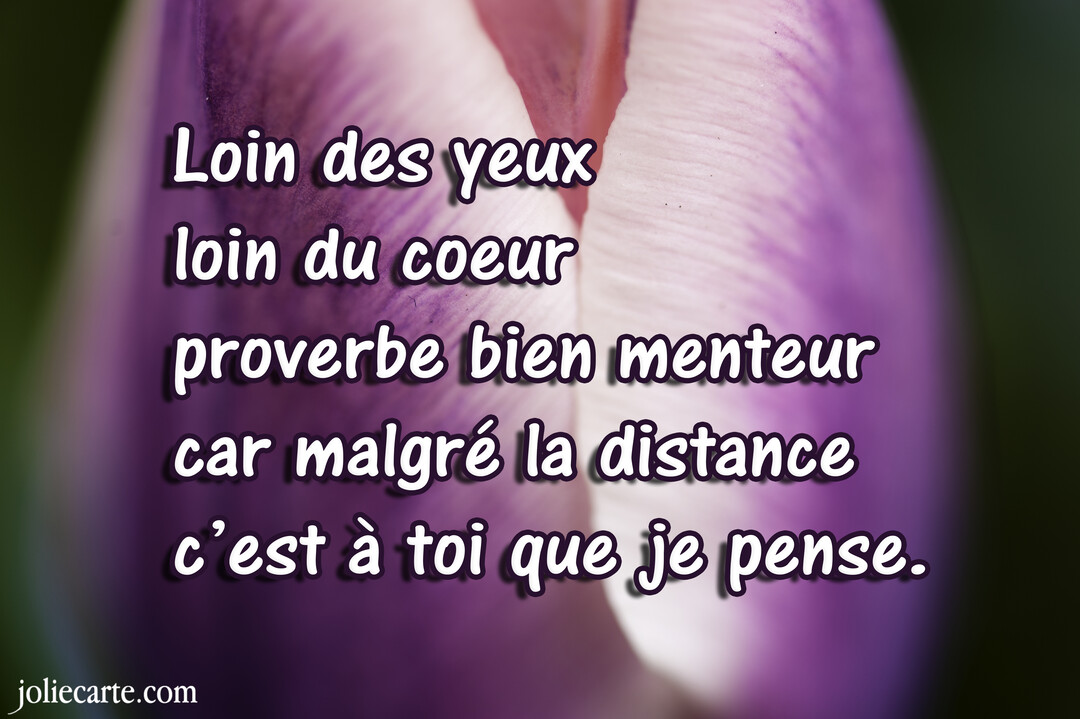 En gros plan, des pétales de tulipe mauves et blancs servent de fond à un poème sur l'amour à distance écrit en blanc.
