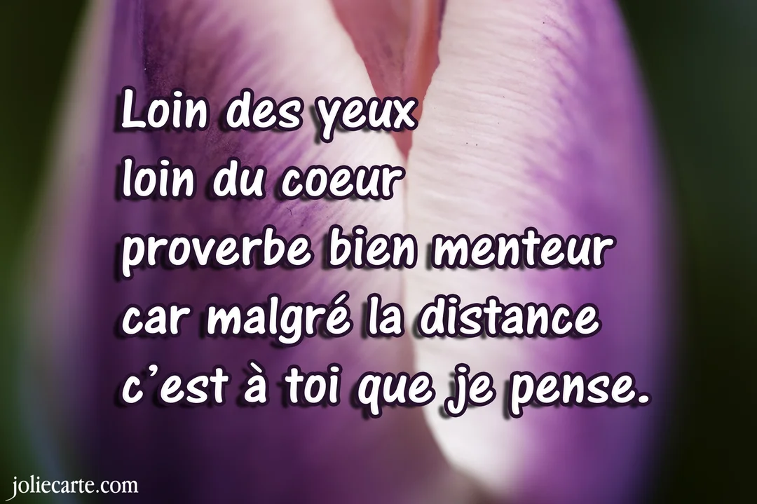 En gros plan, des pétales de tulipe mauves et blancs servent de fond à un poème sur l'amour à distance écrit en blanc.