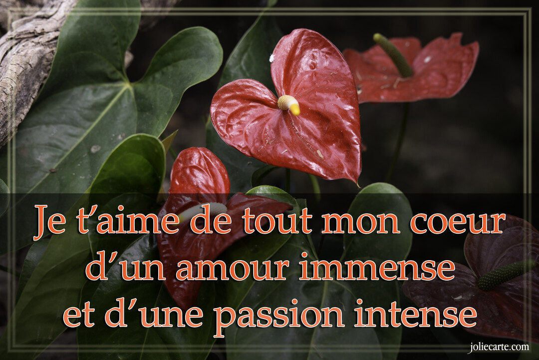 Photographie de fleurs d'anthurium rouges en forme de cœur sur un fond de feuillage vert, avec un texte de déclaration d'amour superposé.