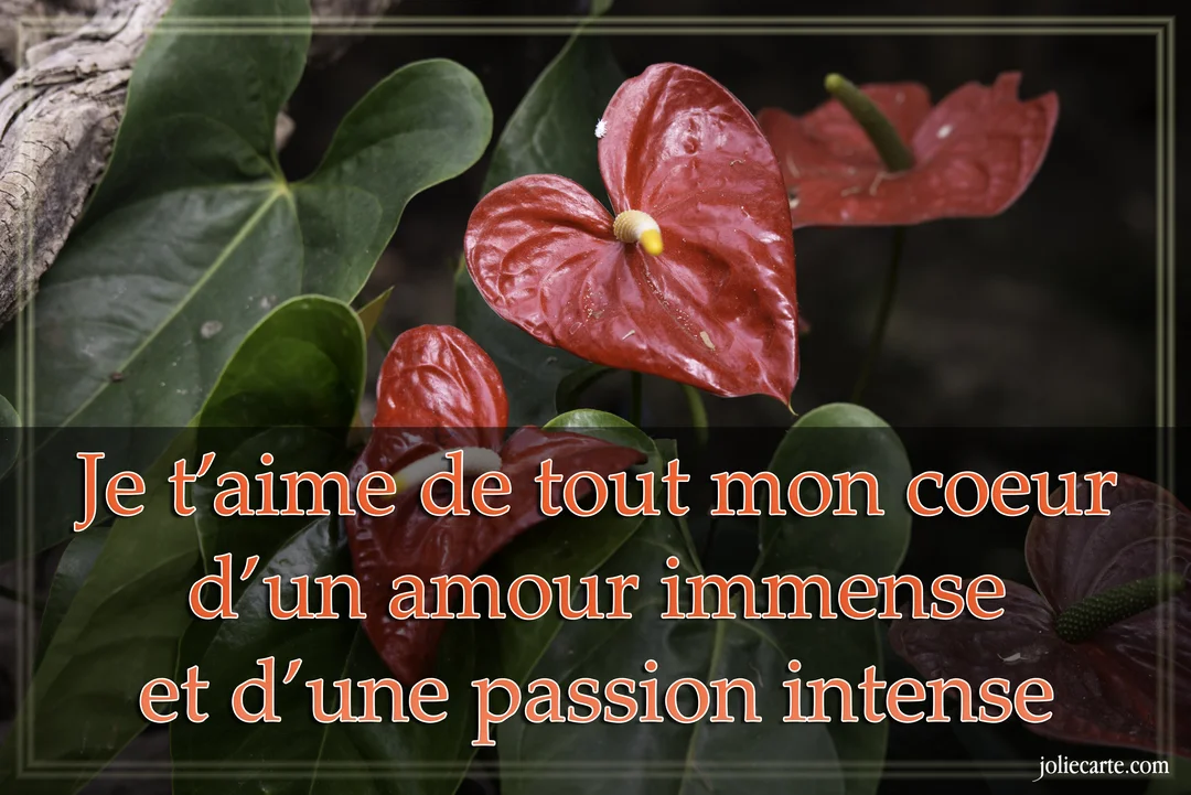 Photographie de fleurs d'anthurium rouges en forme de cœur sur un fond de feuillage vert, avec un texte de déclaration d'amour superposé.