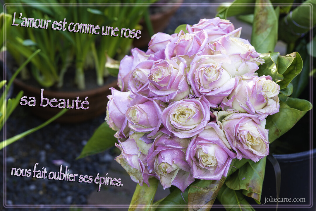 Un bouquet serré de roses aux pétales blancs et mauves, photographié en gros plan, avec un texte superposé sur un fond végétal flou.