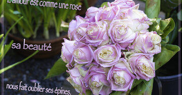 Aperçu de la carte : L'amour est comme une rose, sa beauté nous fait oublier ses épines.