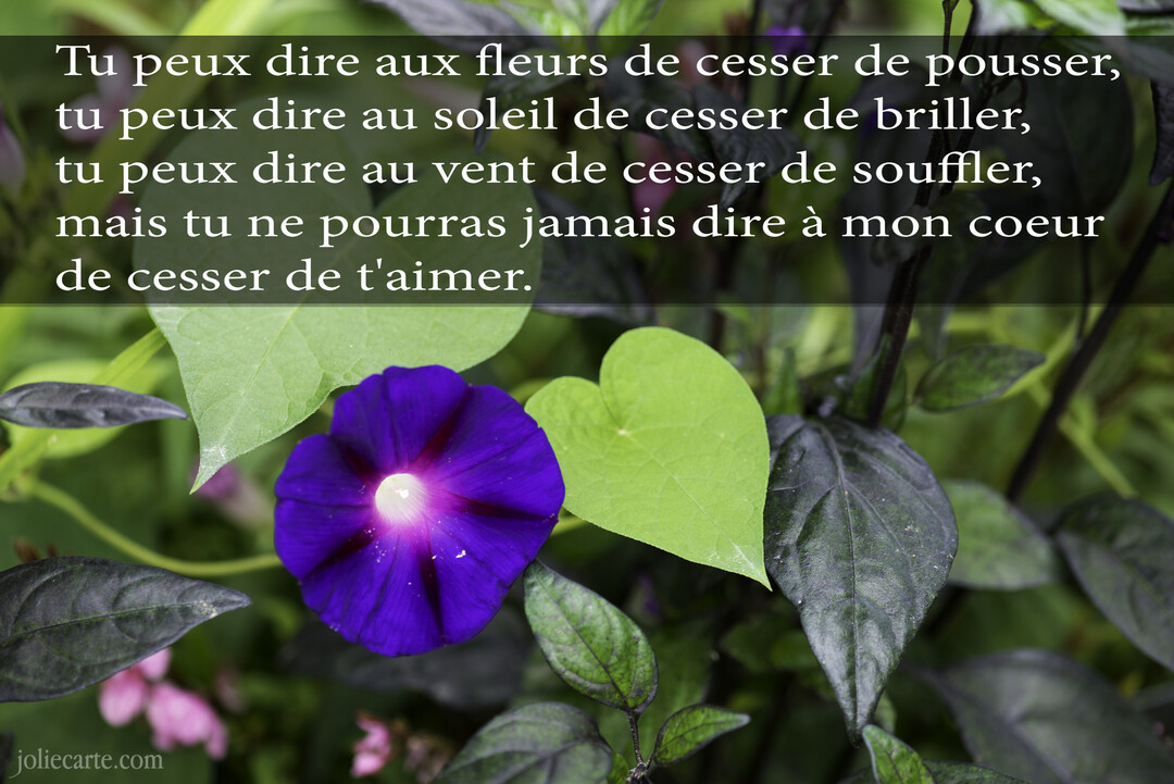 Photographie en gros plan d'une fleur de volubilis violette et d'une feuille verte en forme de cœur, illustrant un poème d'amour romantique.