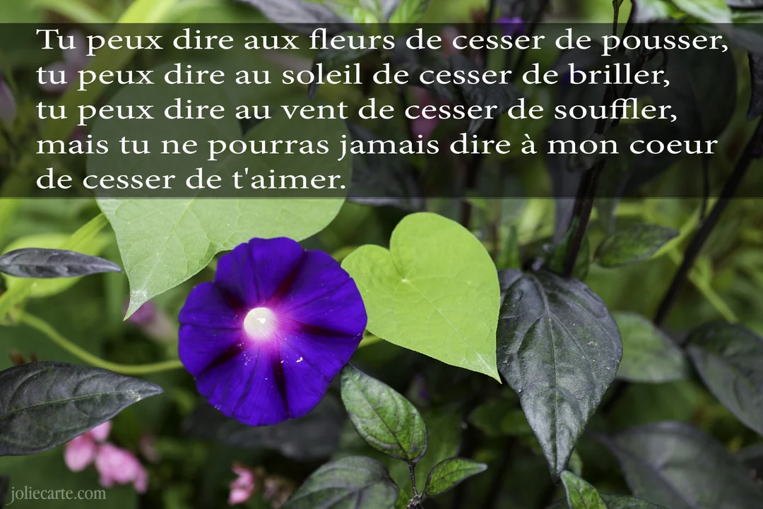 Photographie en gros plan d'une fleur de volubilis violette et d'une feuille verte en forme de cœur, illustrant un poème d'amour romantique.