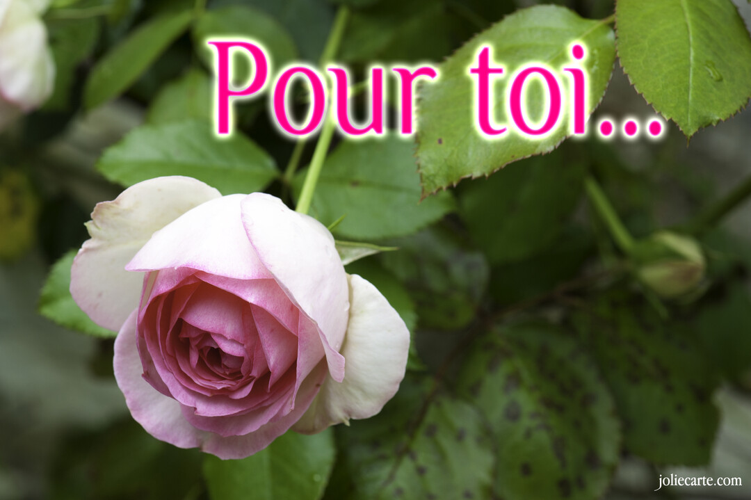 Photographie en gros plan d'une rose épanouie aux pétales roses et blancs, sur un arrière-plan de feuillage vert luxuriant.