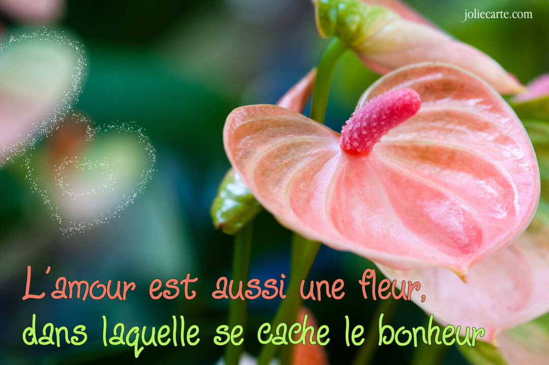 Gros plan sur une fleur d'anthurium rose, avec son pistil fuchsia, sur un fond de feuillage vert et des cœurs lumineux en surimpression.