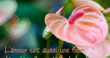 Aperçu de la carte : « L'amour est une fleur où se cache le bonheur... »