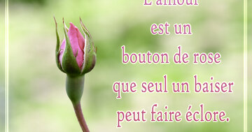 Aperçu de la carte : « L'amour est un bouton de rose... »