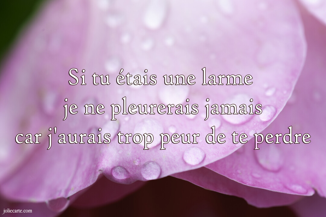 En gros plan, des pétales de fleur roses sont parsemés de gouttelettes d'eau, avec un texte d'amour superposé au centre.