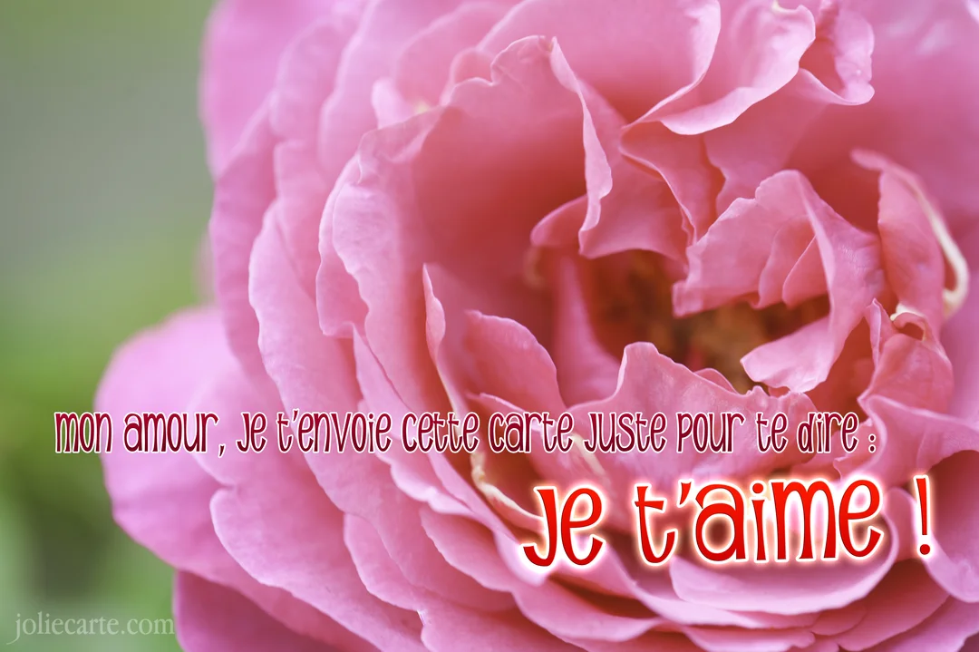 Gros plan sur une rose rose épanouie, avec un texte superposé exprimant une déclaration d'amour sur un fond vert flouté.
