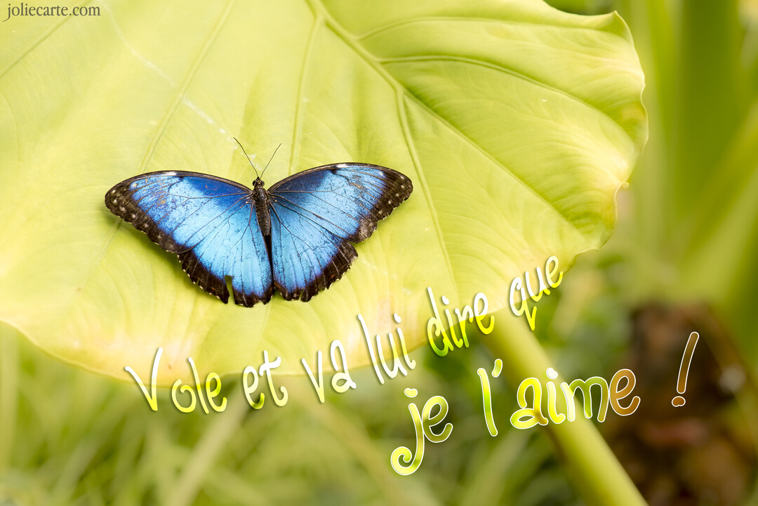 Un papillon aux ailes bleu vif et aux contours noirs est posé délicatement sur une large feuille d'un vert lumineux.