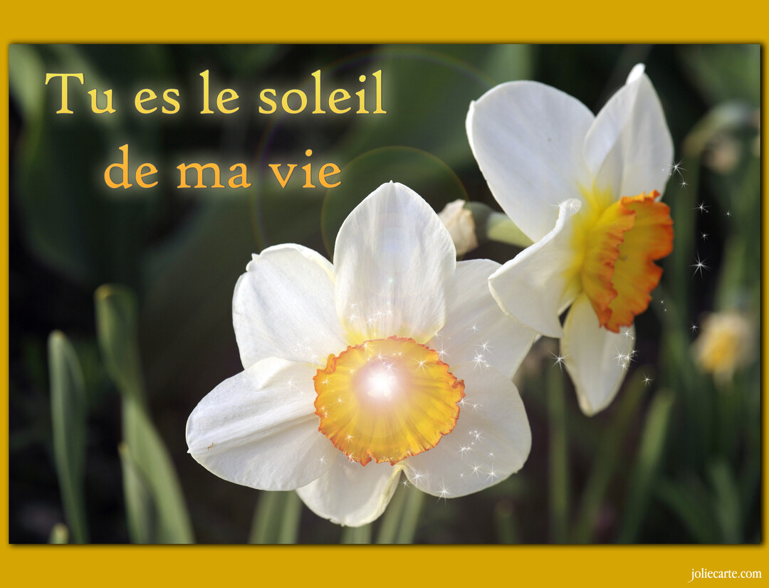 Deux fleurs de narcisse blanches et jaunes sur un fond vert flouté, avec le texte superposé 'Tu es le soleil de ma vie'.