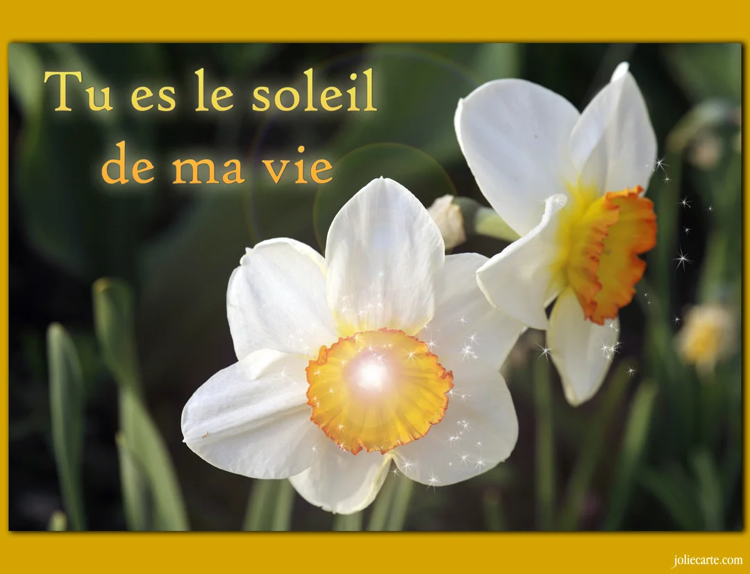 Deux fleurs de narcisse blanches et jaunes sur un fond vert flouté, avec le texte superposé 'Tu es le soleil de ma vie'.