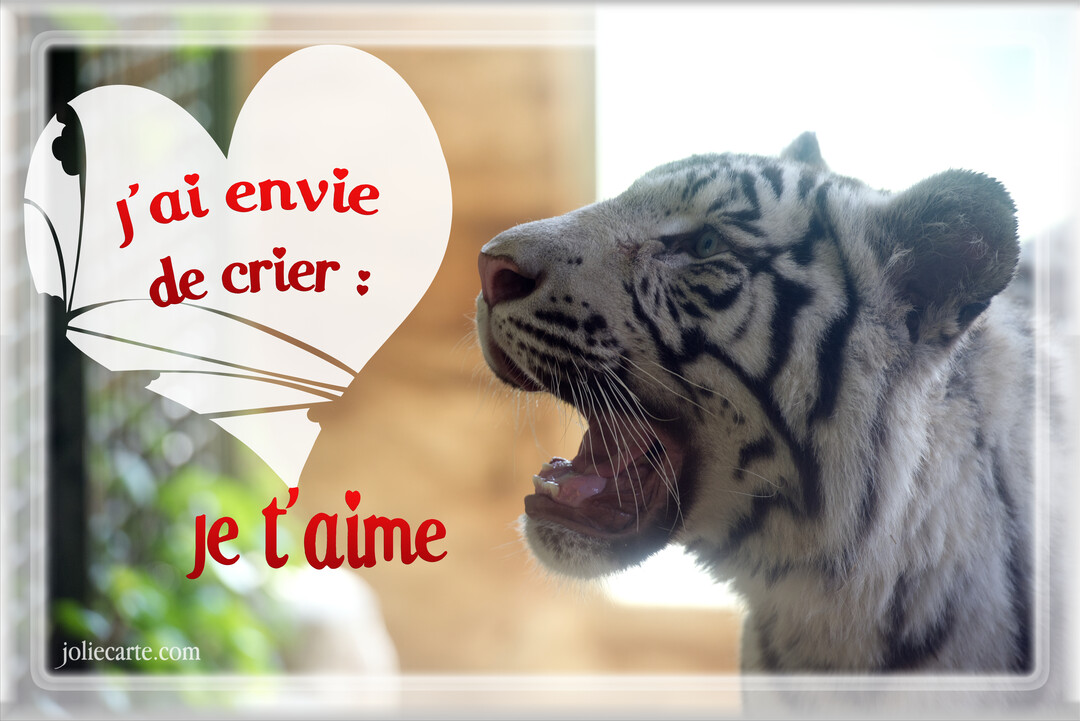 Un tigre blanc de profil, gueule ouverte, à côté d'un cœur blanc contenant le texte rouge 'J'ai envie de crier : je t'aime'.