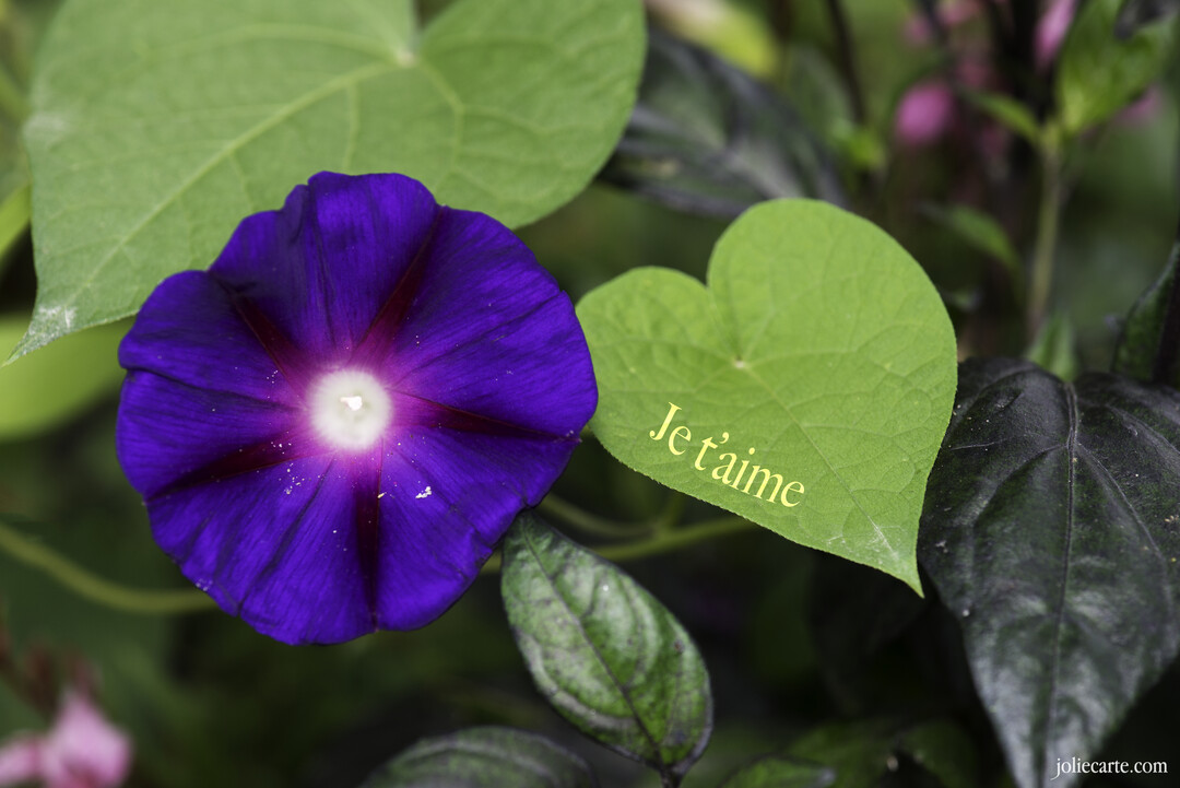 En gros plan, une fleur de volubilis violette se tient à côté d'une feuille verte en forme de cœur sur laquelle est écrit "Je t'aime".