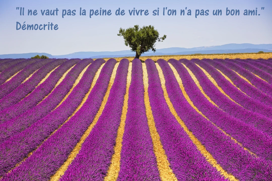 Une carte illustrée par un champ de lavande ensoleillé, sur lequel est inscrite une citation philosophique sur l'importance de l'amitié.