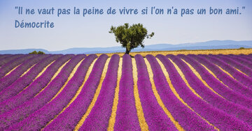 Aperçu de la carte : « Il ne vaut pas la peine de vivre sans un bon ami... »