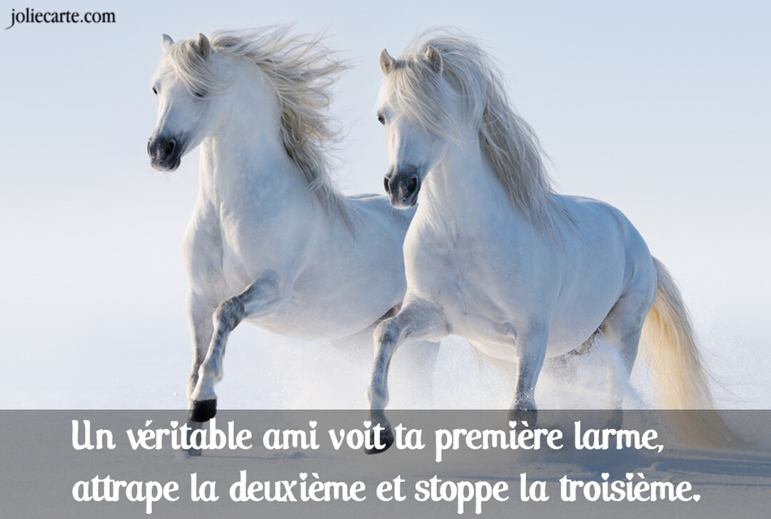 Deux chevaux blancs à la longue crinière galopent avec énergie dans un paysage enneigé, sous un ciel clair et lumineux.
