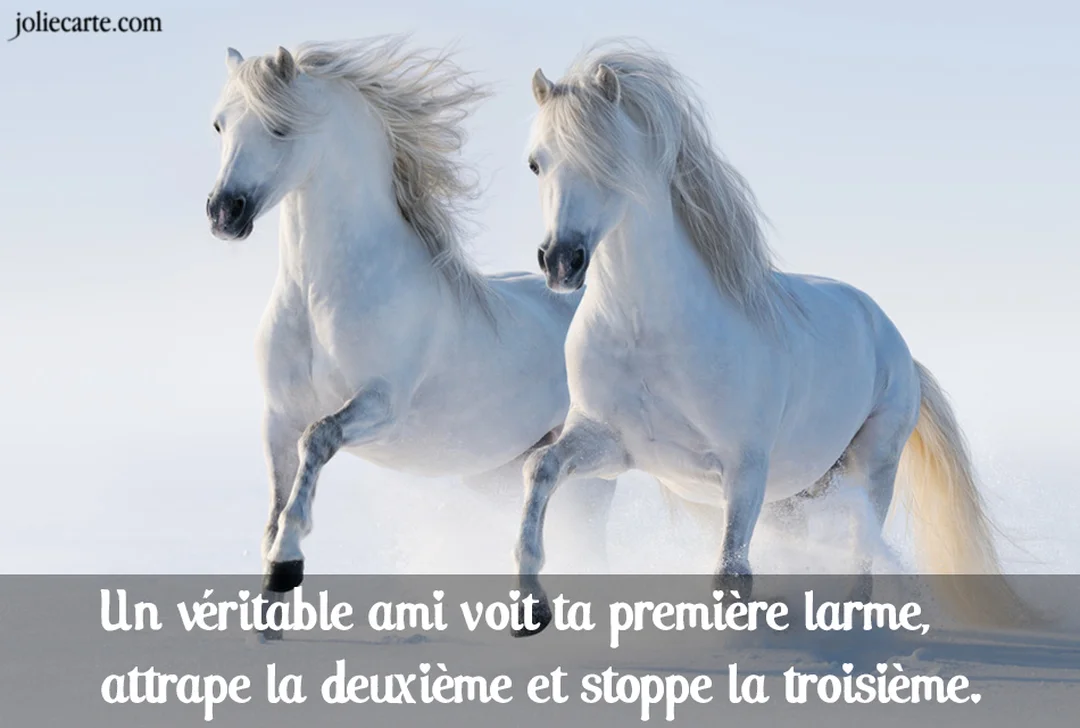Deux chevaux blancs à la longue crinière galopent avec énergie dans un paysage enneigé, sous un ciel clair et lumineux.