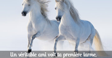 Aperçu de la carte : « Un véritable ami voit ta première larme, attrape la deuxième... »