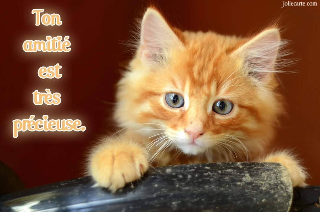 Un jeune chaton roux à poil mi-long et aux yeux bleus regarde l'objectif avec curiosité, ses pattes avant posées sur une surface sombre.