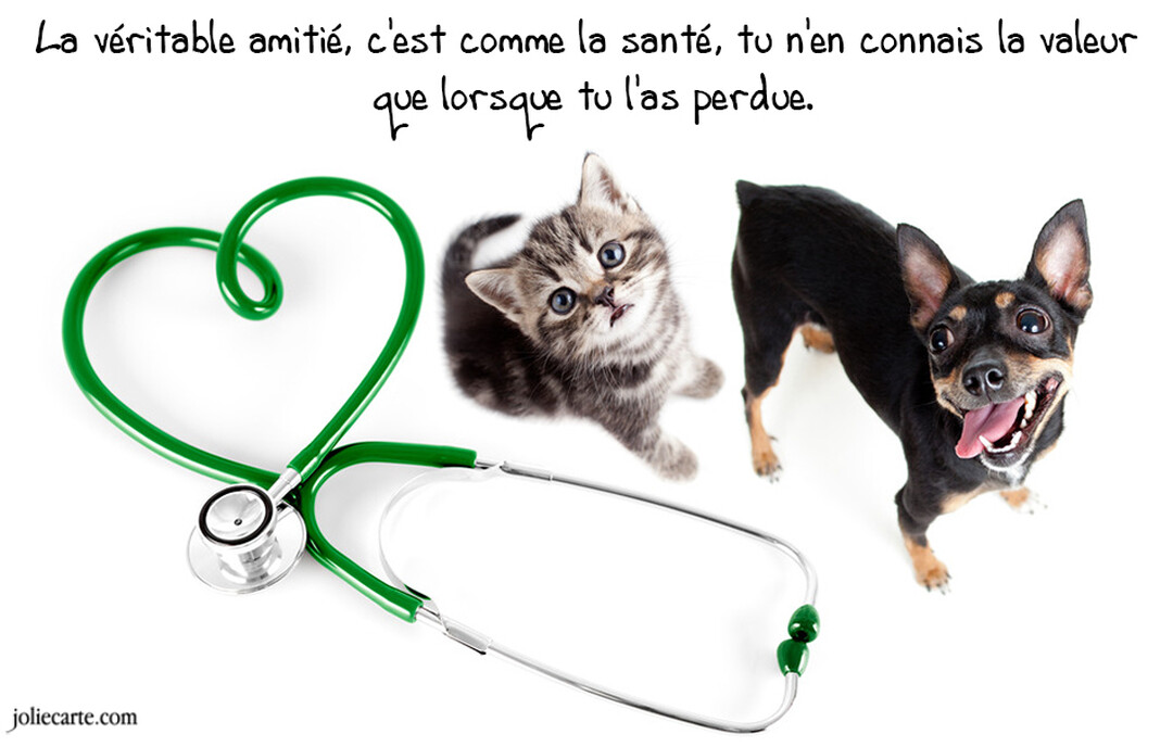 Un chaton tigré et un petit chien noir regardent vers le haut, à côté d'un stéthoscope vert formant un cœur sur fond blanc.