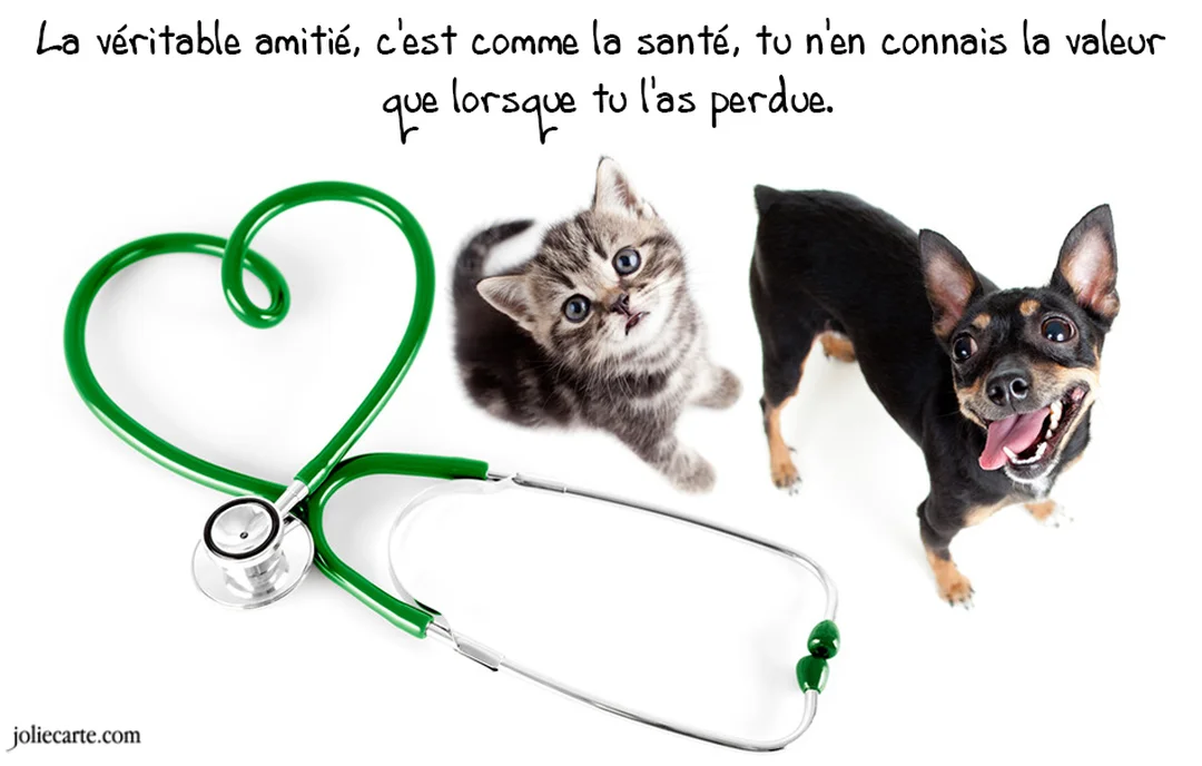 Un chaton tigré et un petit chien noir regardent vers le haut, à côté d'un stéthoscope vert formant un cœur sur fond blanc.