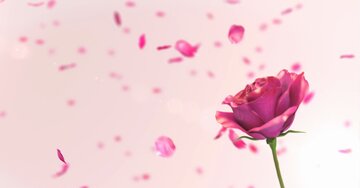 Aperçu de la carte : La rose de l'amitié