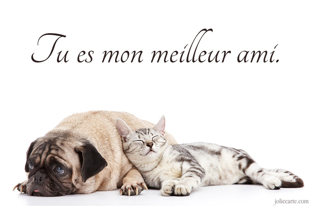 Sur un fond blanc, un chat tigré gris dort paisiblement, blotti contre un chien de race carlin qui est couché à ses côtés.