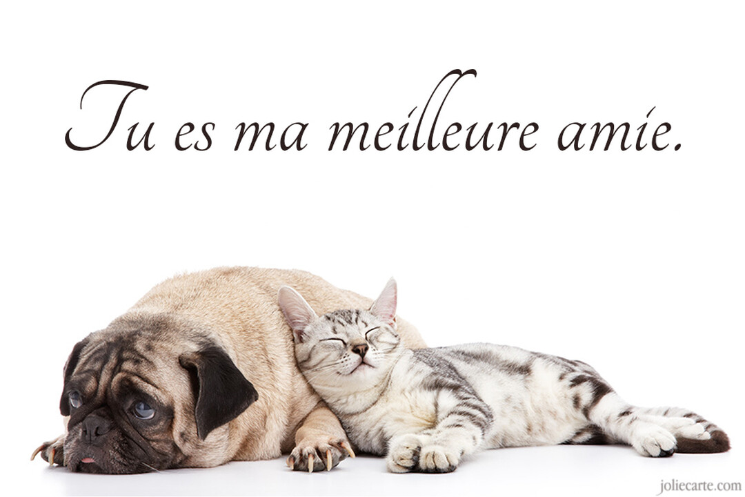 Sur un fond blanc immaculé, un chaton tigré gris dort paisiblement, blotti contre le flanc d'un chien carlin au regard attendrissant.