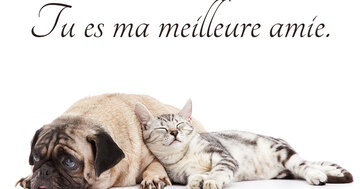 Aperçu de la carte : Tu es ma meilleure amie