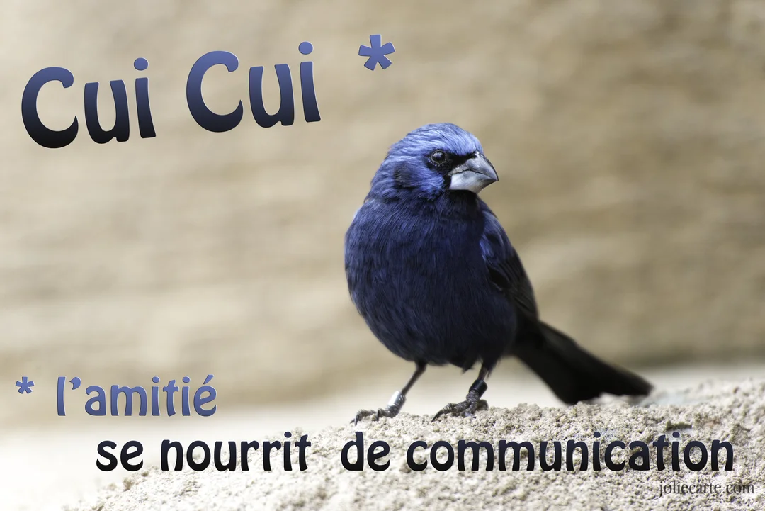 Un oiseau au plumage bleu intense est perché sur un sol sablonneux, avec un texte superposé sur l'amitié et la communication.