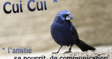 Aperçu de la carte : L'amitié se nourrit de communication