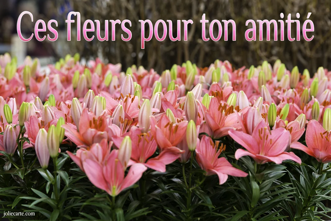 Un parterre luxuriant de lys roses et de bourgeons verts, photographié en gros plan, avec un texte superposé en haut.