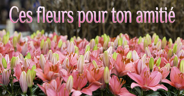 Aperçu de la carte : Ces fleurs pour ton amitié