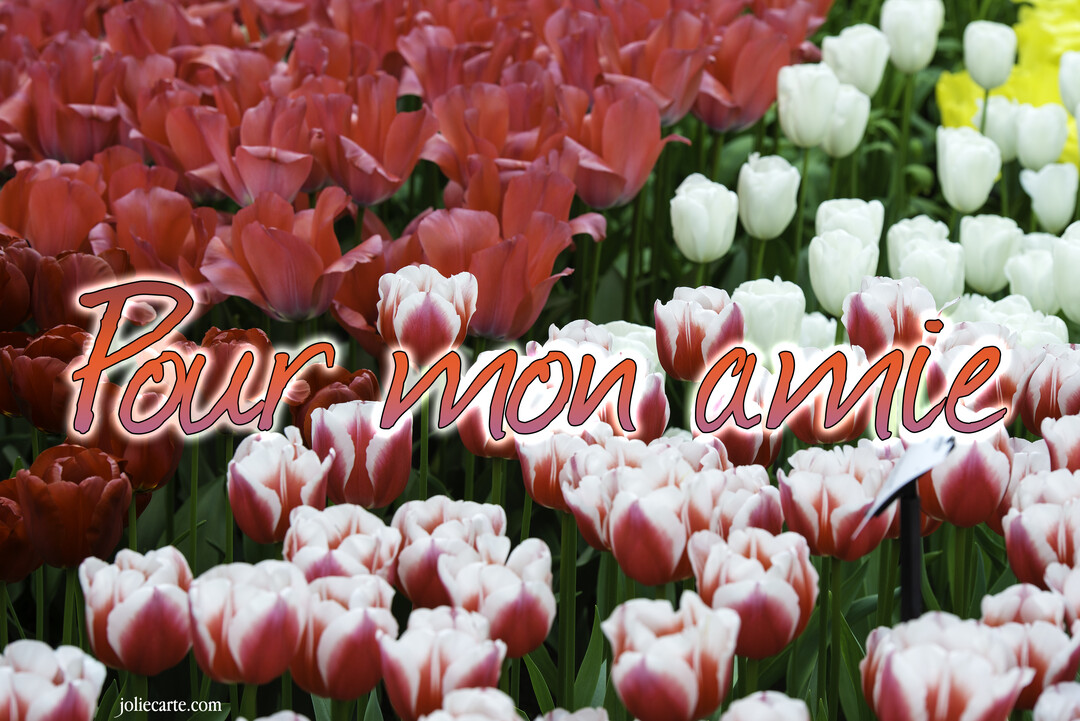 Une photographie d'un parterre dense et coloré de tulipes, avec le texte "Pour mon amie" écrit en cursif au premier plan.