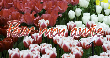 Aperçu de la carte : Pour mon amie