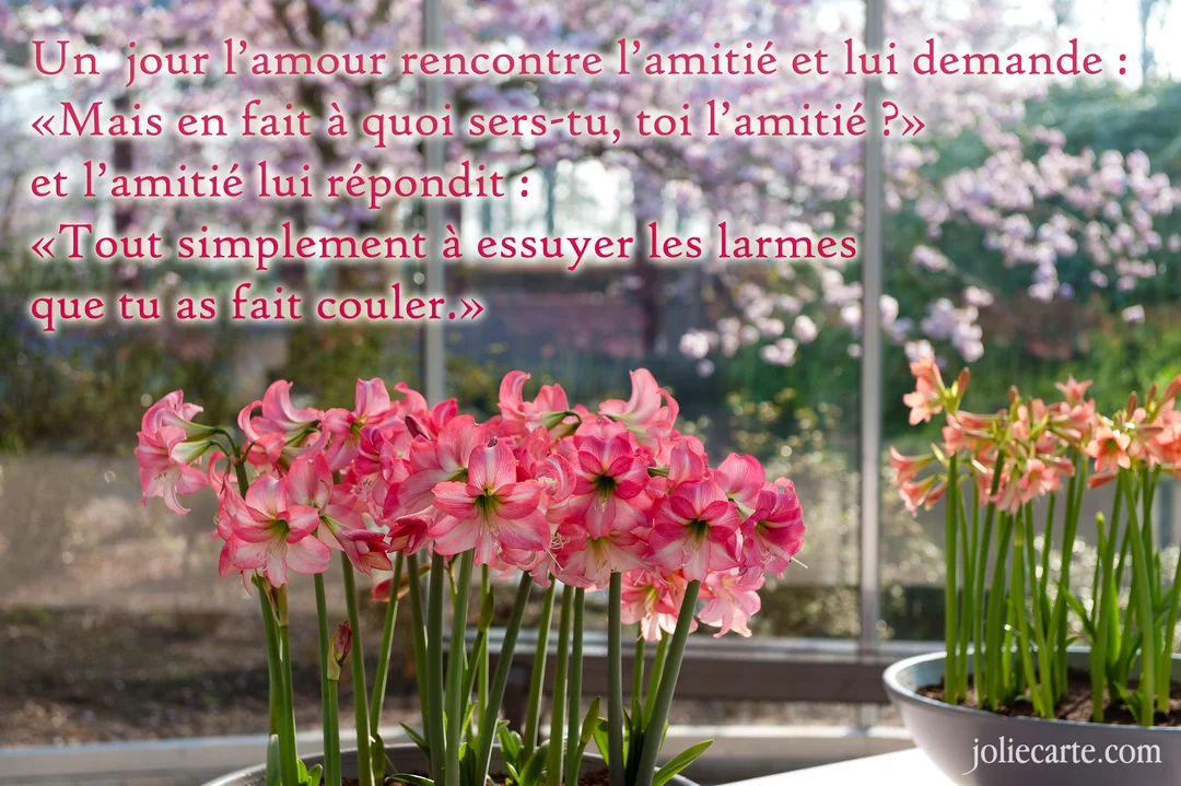 Des pots d'amaryllis rose vif en pleine floraison sont posés devant une fenêtre, avec une citation touchante sur l'amitié et l'amour.