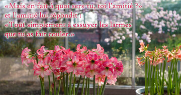 Aperçu de la carte : « L'amitié sert à essuyer les larmes que l'amour a fait couler... »