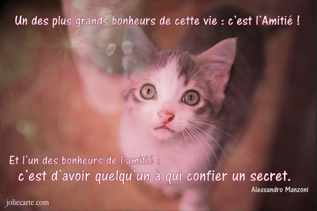 Un jeune chaton gris et blanc, vu de dessus, lève la tête avec de grands yeux curieux sur un fond rose et lumineux.