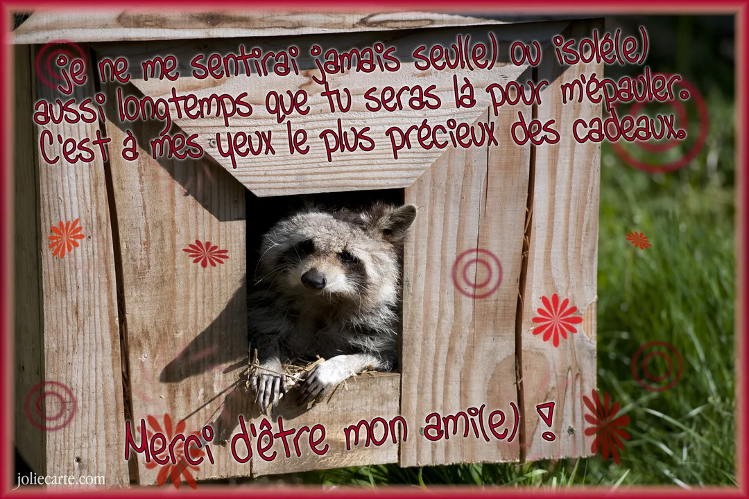 Un raton laveur au pelage gris et noir regarde la caméra depuis l'ouverture d'une petite cabane en bois, sur un fond d'herbe verte.