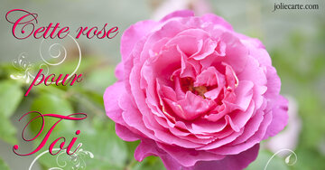 Aperçu de la carte : Cette rose pour toi avec toute mon amitié