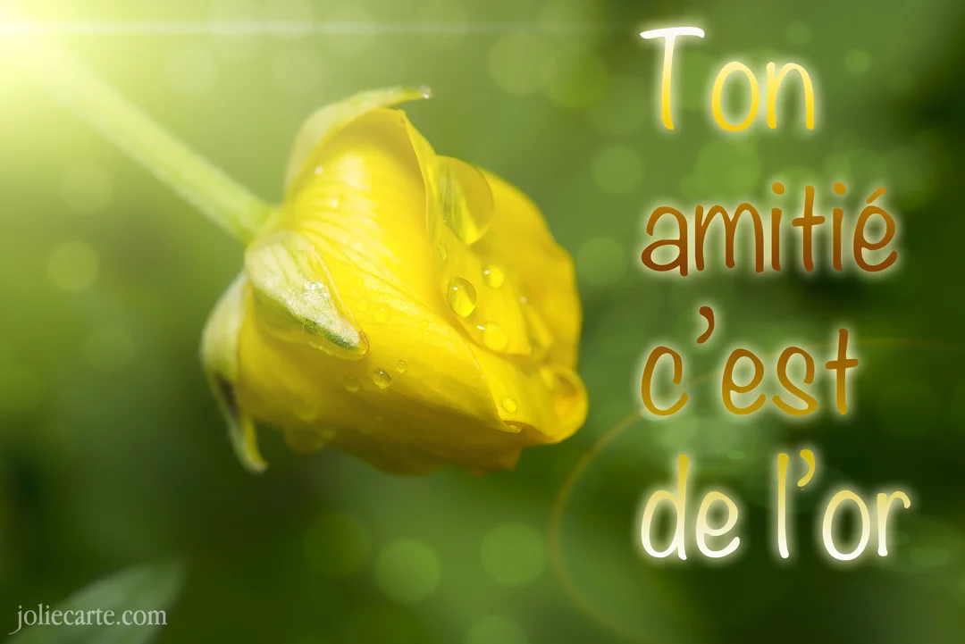 Un gros plan sur un bouton de fleur jaune, un bouton d'or, parsemé de gouttes de rosée sur un fond vert flou et ensoleillé.