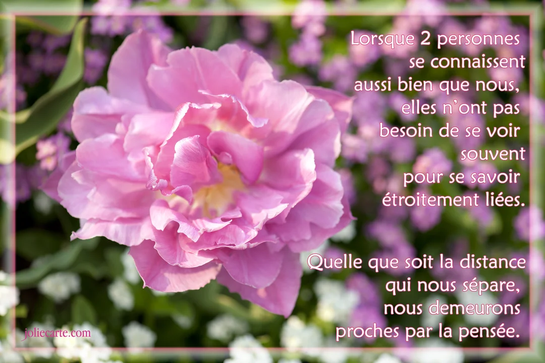 Une grande fleur rose aux multiples pétales, en gros plan, sur un fond flou de petites fleurs mauves et de feuillage vert.
