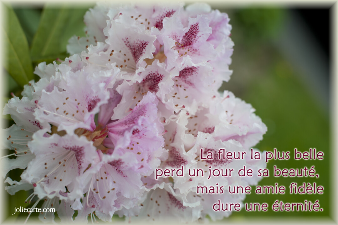Une carte photographique montrant un bouquet de fleurs de rhododendron aux pétales blancs et roses, avec un texte superposé sur l'amitié éternelle.