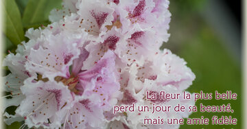 Aperçu de la carte : « La fleur la plus belle perd un jour de sa beauté, mais une amie... »