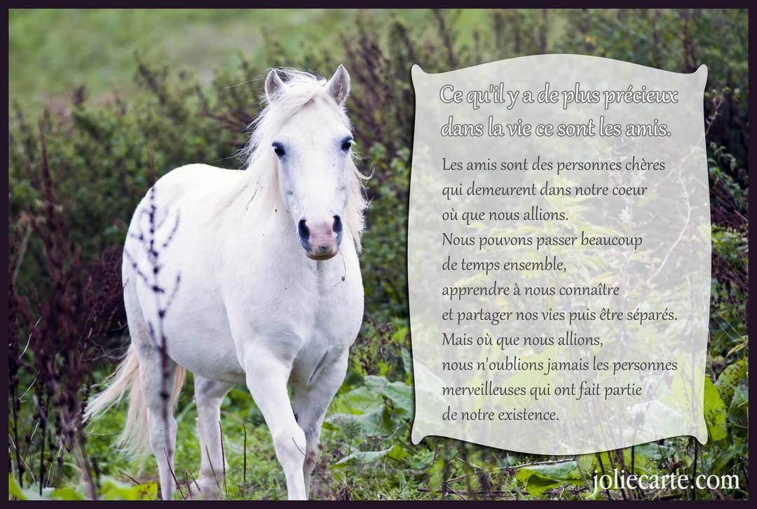Un cheval blanc se tient dans un champ verdoyant, avec un poème sur l'amitié superposé sur le côté droit de la carte.