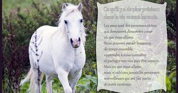 Aperçu de la carte : « Ce qu'il y a de plus précieux dans la vie ce sont les amis... »